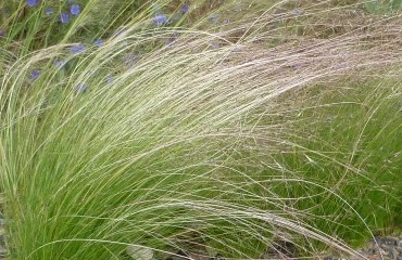 Serrated Tussock grass