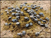 Dung beetles